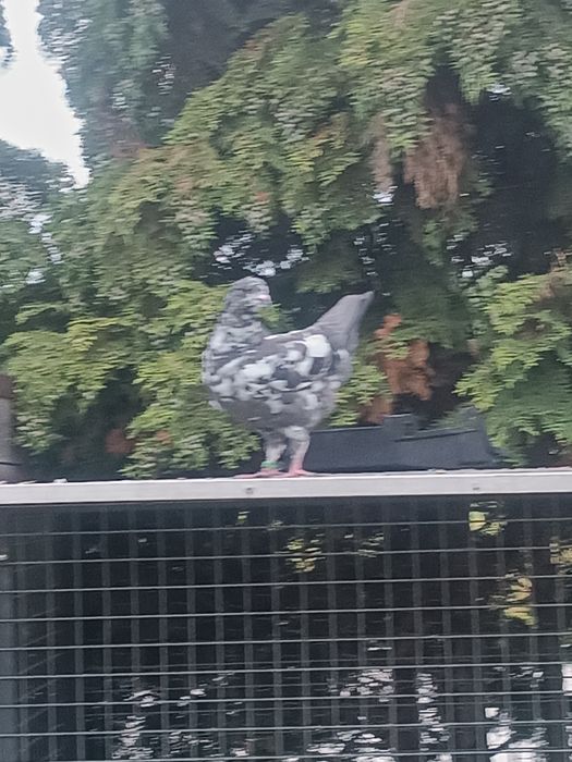 Gołębie Kingi młodzież