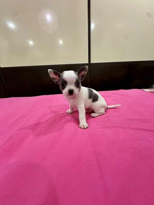 Machinho Chihuahua mini