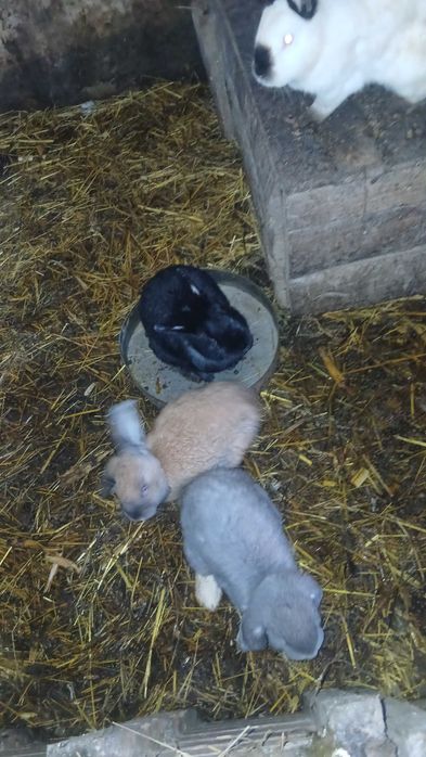 Кролі, кроленята, кітні самки