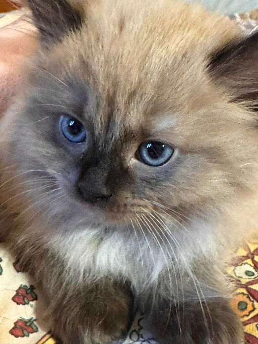 Koteczka seal mink - odbiór 15 maja