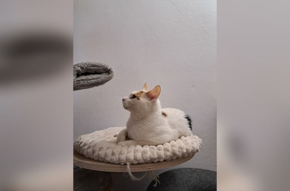 Kochana kotka szuka domu!