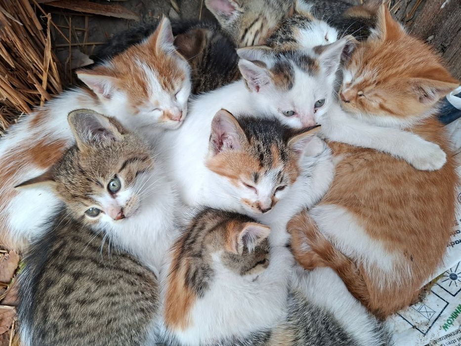 Oddam w dobre ręce małe kotki