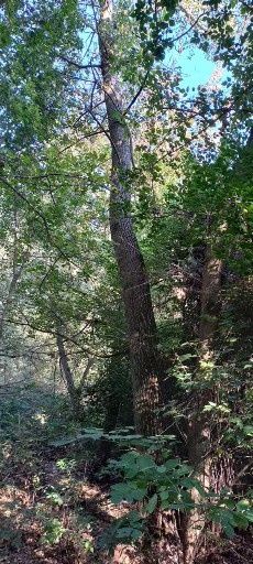 Продам дерево ясокори