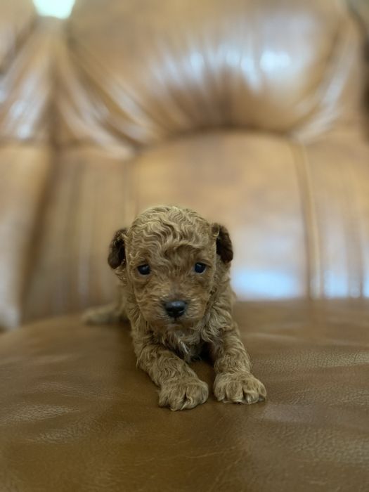 Продаються той-пудель  Івано-Франківськ