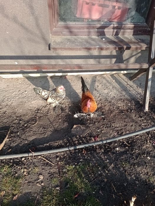 Kurki karzełki łapciate