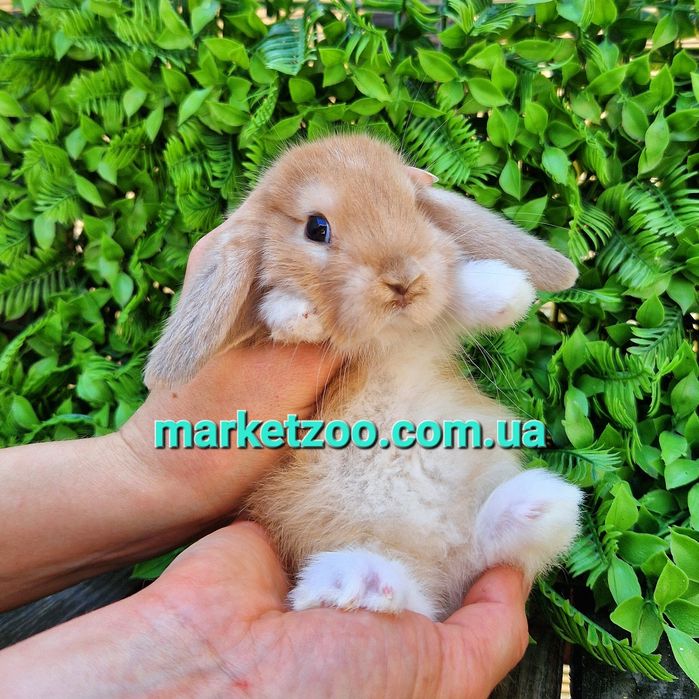 Карликовые мини мiнi mini lop holland кролики крольчата