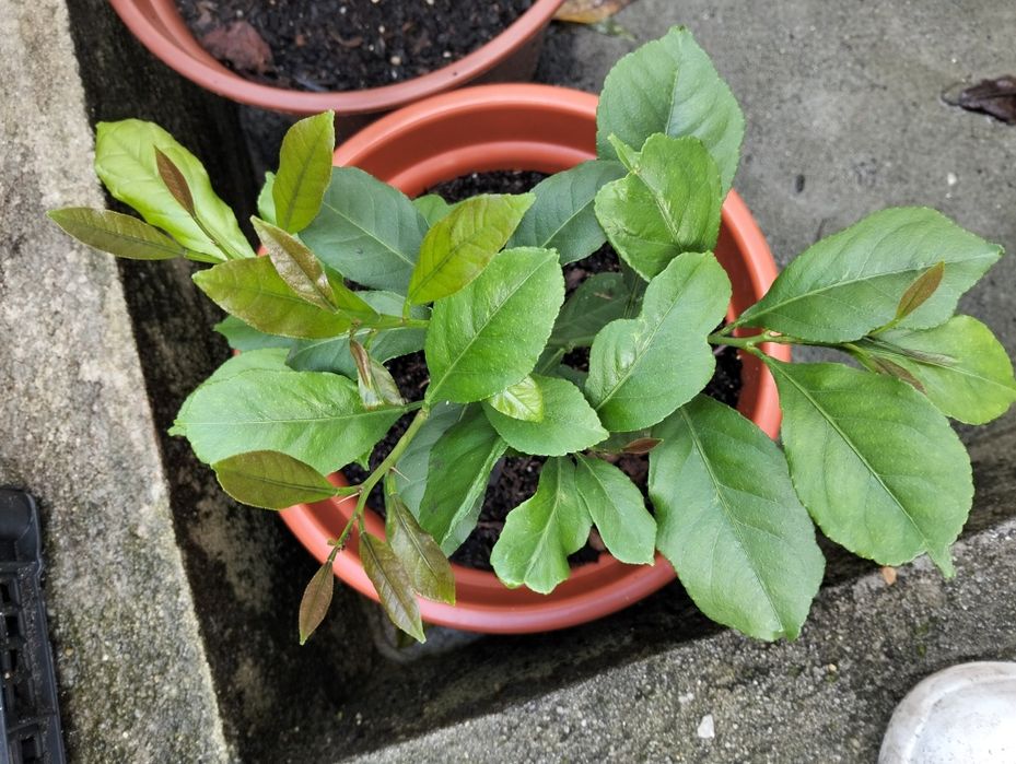 Limoeiro em vaso disponível