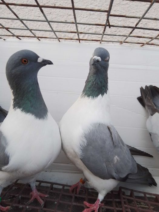 Gołębie ozdobne strassery niebieskie