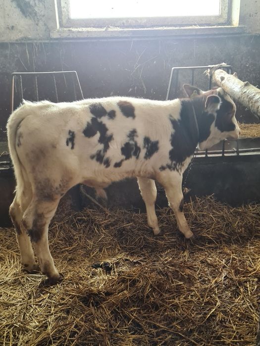 Byczek opasowy  Simental