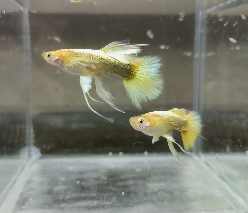 Gupiki full gold ribbon