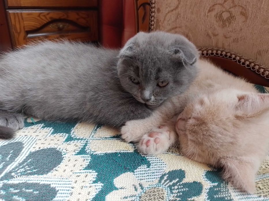 Кошенята хлопчики веслоухие и прямоухие