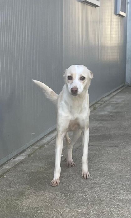 Cadelinha com 3 aninhos para adopção