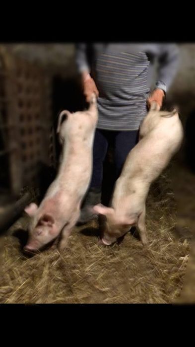 Поросята домашні