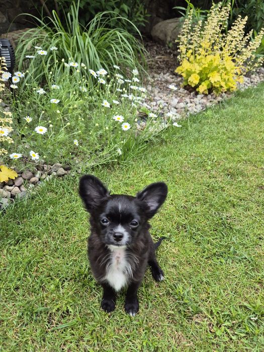 Malutki piesek chihuahua