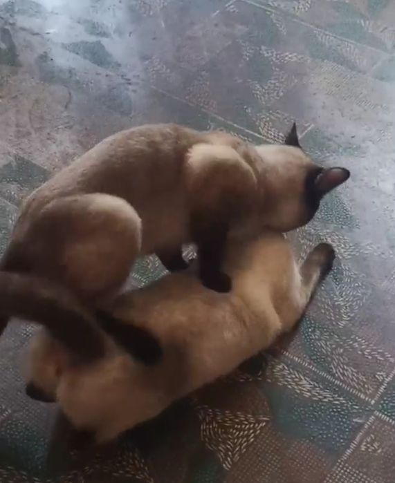 Кот сиамский жених