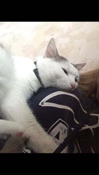 Срочно Ручной котик