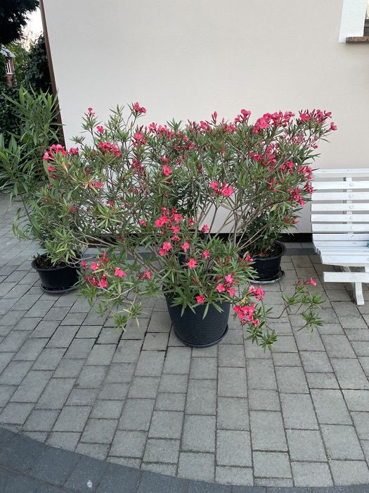 Duży, piękny Oleander!