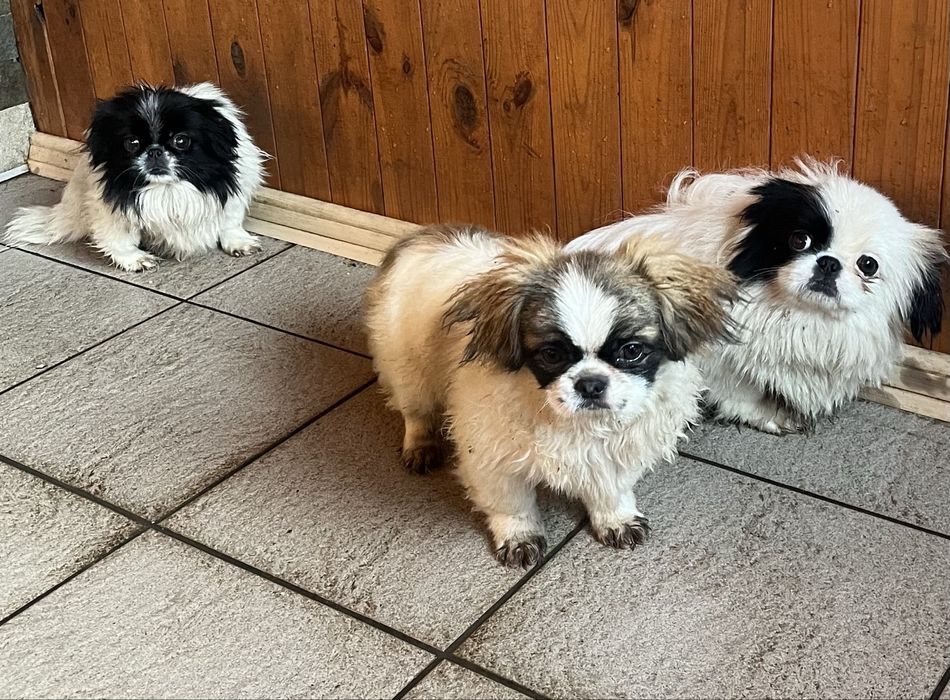 Пекінес,королівський пекінес