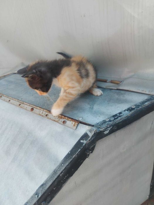 Девочка в добрые руки
