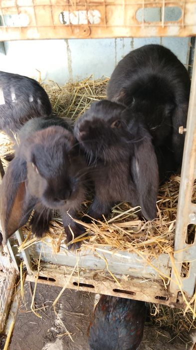 Sprzedam króliki 5miesieczne rasy baran  cena za sztukę 55zl