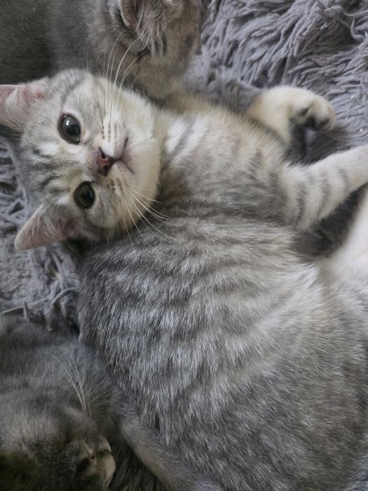 Harry kocurek brytyjski cętkowany WCF