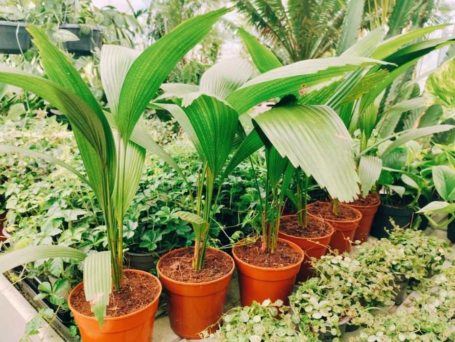 Rara palmeira de leque japonesa ou Licuala grandis