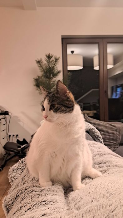 Opieka nad kotami z dojazdem | Bez hotelu, bez stresu