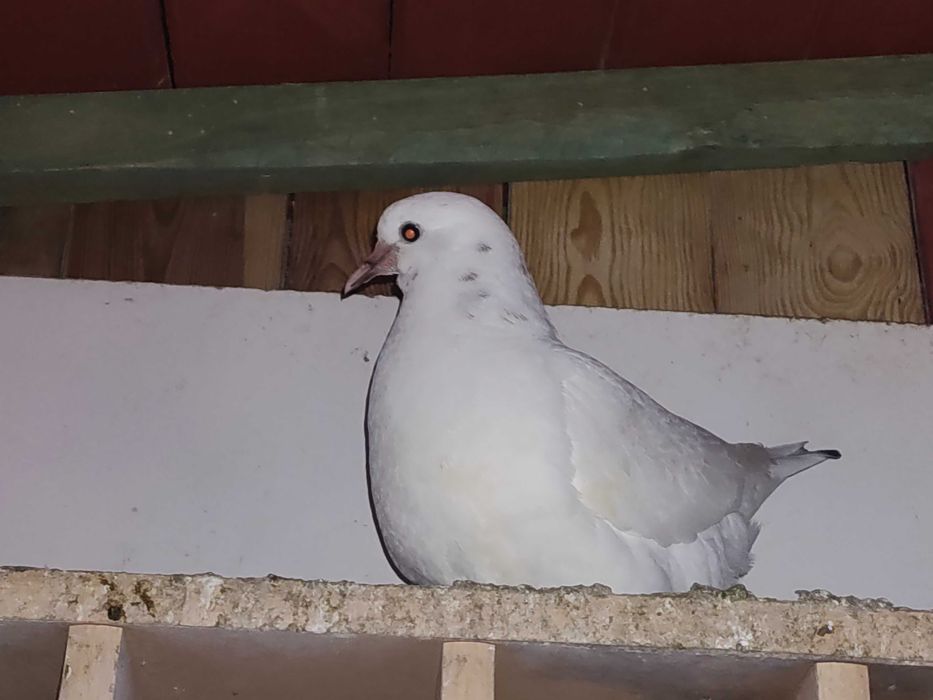 Gołębie Młode Kingi.