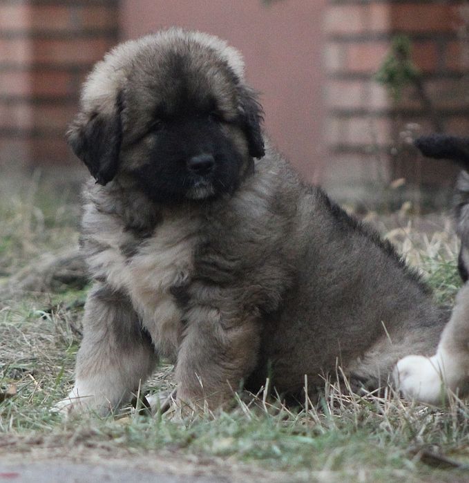 Кобели с интересной родословной