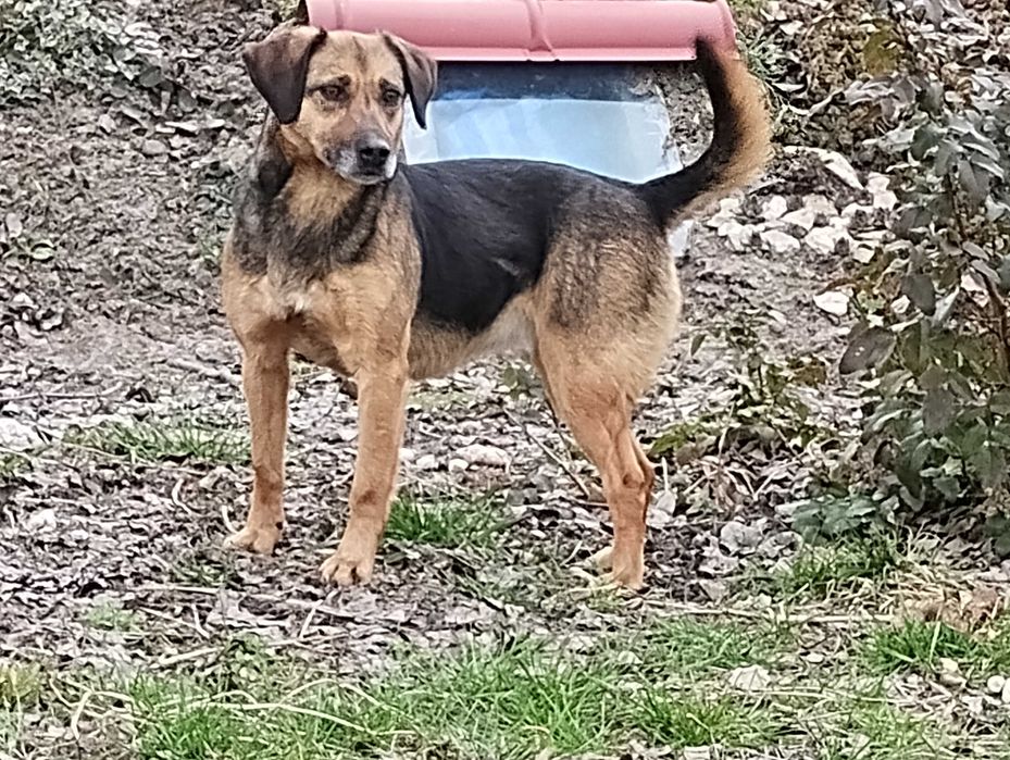 suczka do oddania w dobre ręce