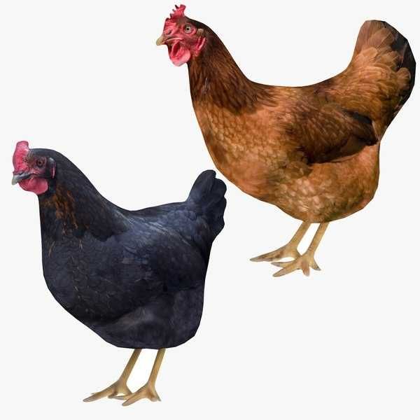 Kury nioski z jajkiem dowóz Gratis