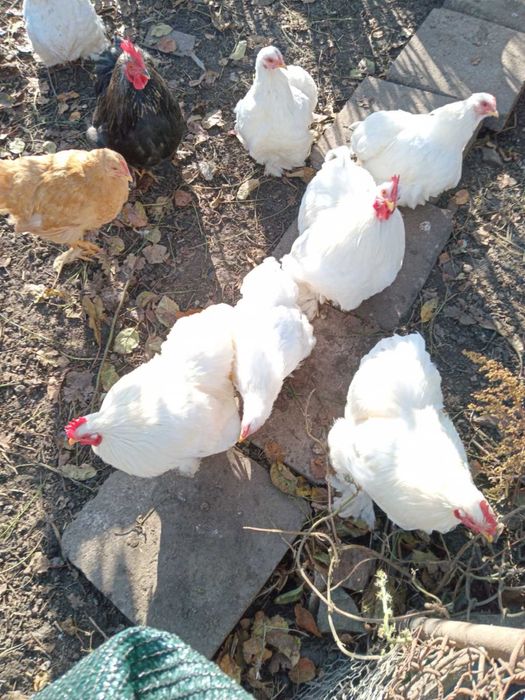 Карликові кохінхіни