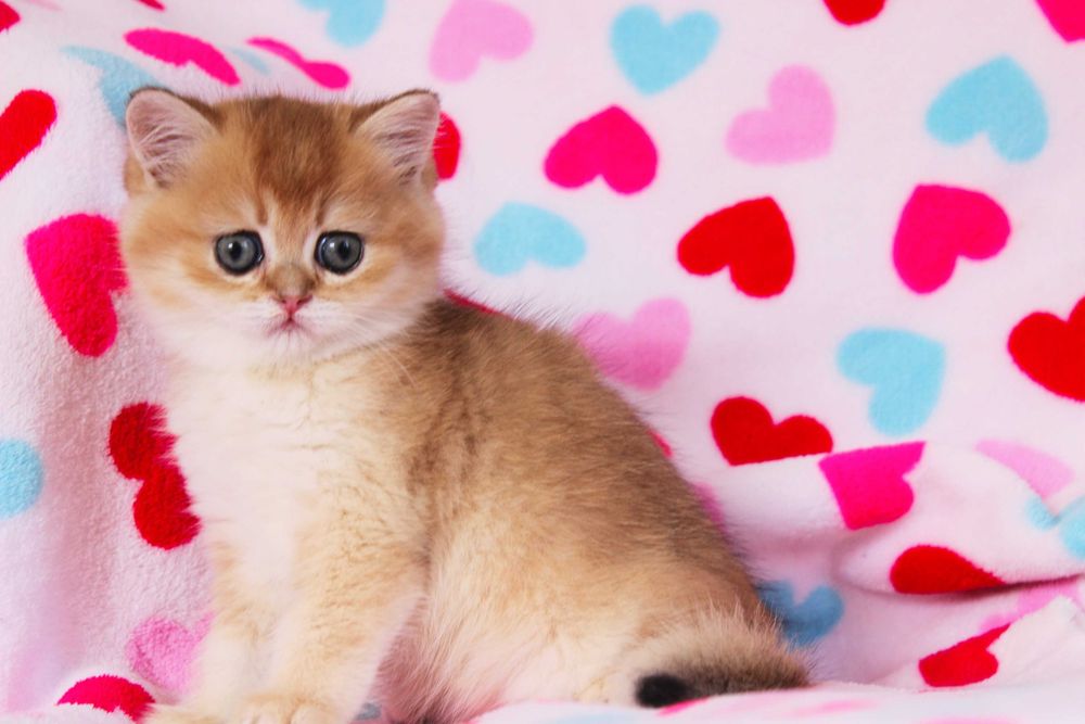 Киці та котики для вас