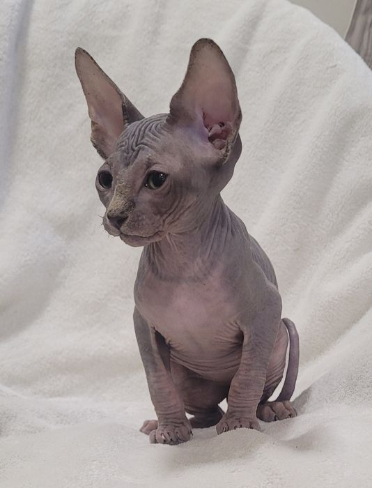 Gatinho sphynx bebé