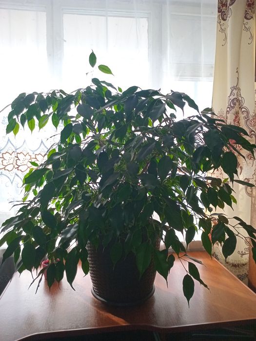 Вазон " Фікус " Бенджаміна