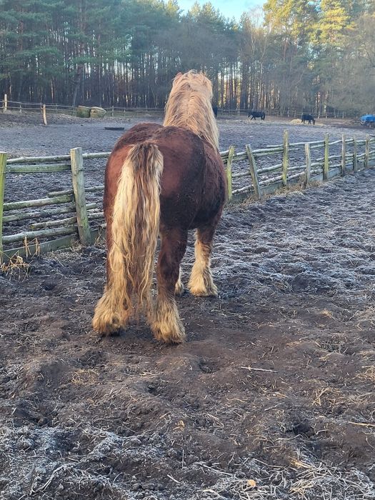 Ogier zimnokrwisty sprzedam