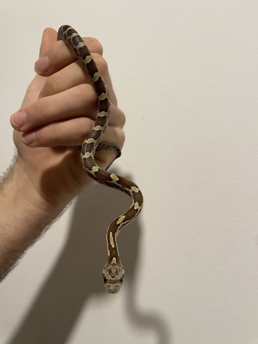 Corn Snake - Pantherophis guttatus