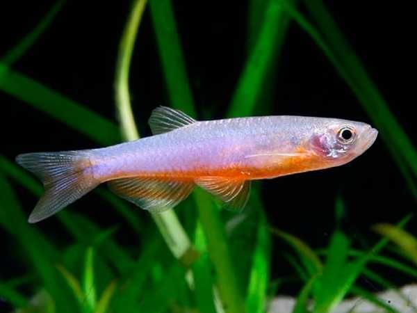 Danio roseus - Danio rosea - dowozimy do klienta, wysyłka cala Polska