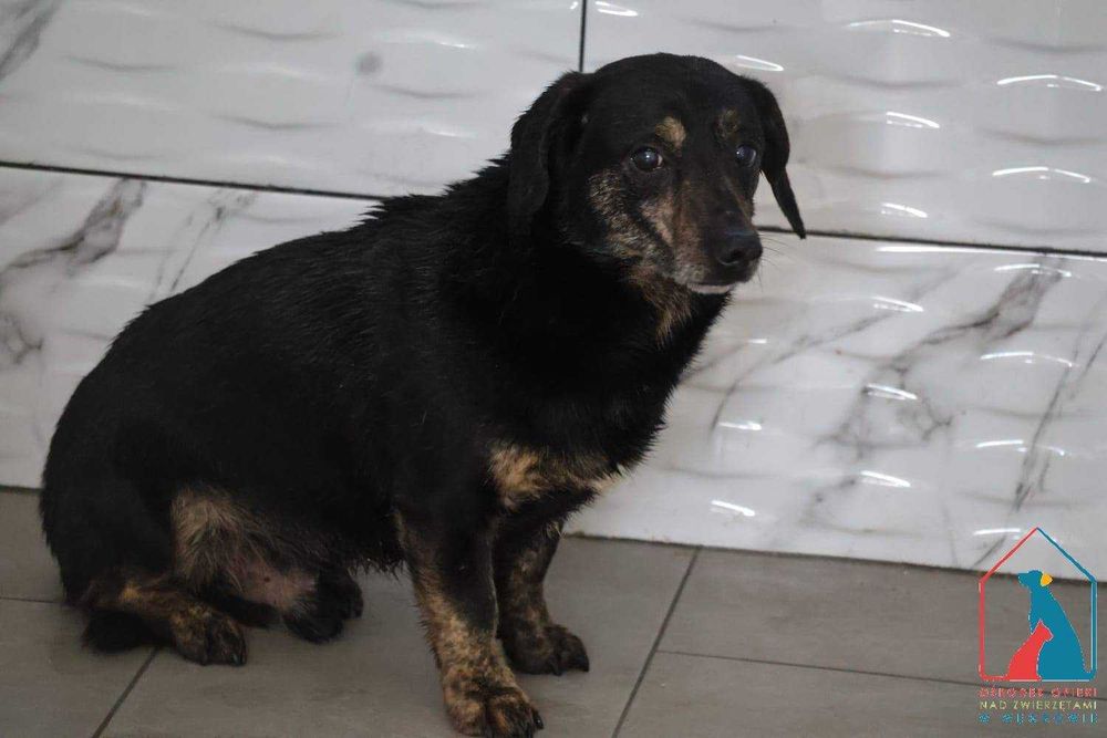 mały piesek Tuco szuka domu