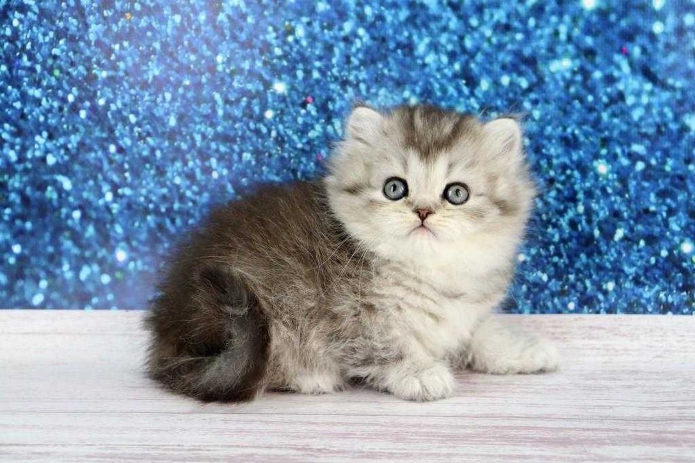 Надзвичайно красивая кішечка