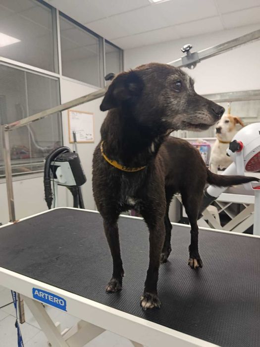 Cadela porte pequeno para adoção responsável