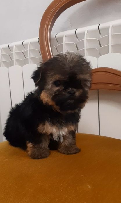 Симпатична баришня йоркширський тер'єр. Йорк