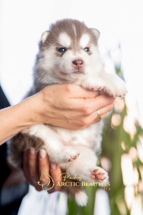 Siberian Husky/Suczka/Wybitna, ciemnooka