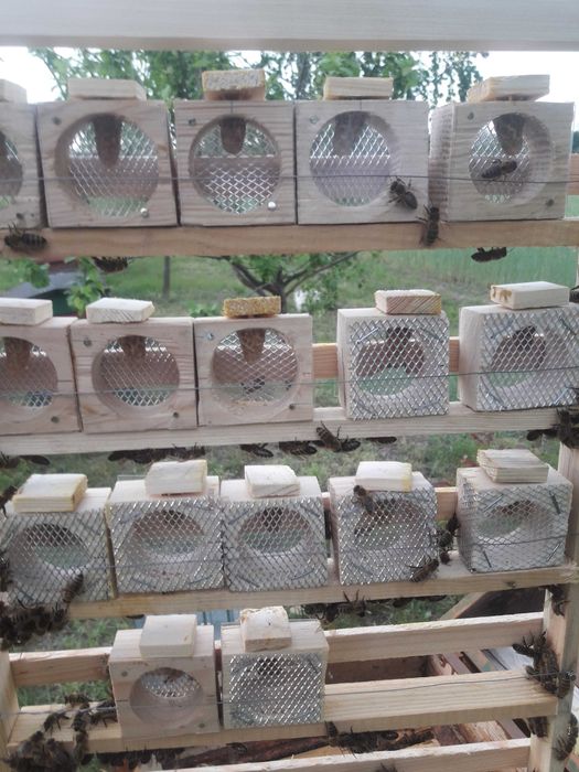 Odkłady Dadant  2026