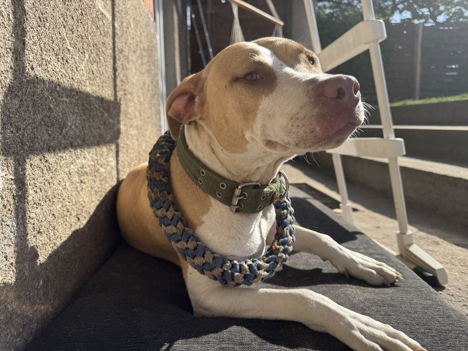 Oddam Suke „pitbull”