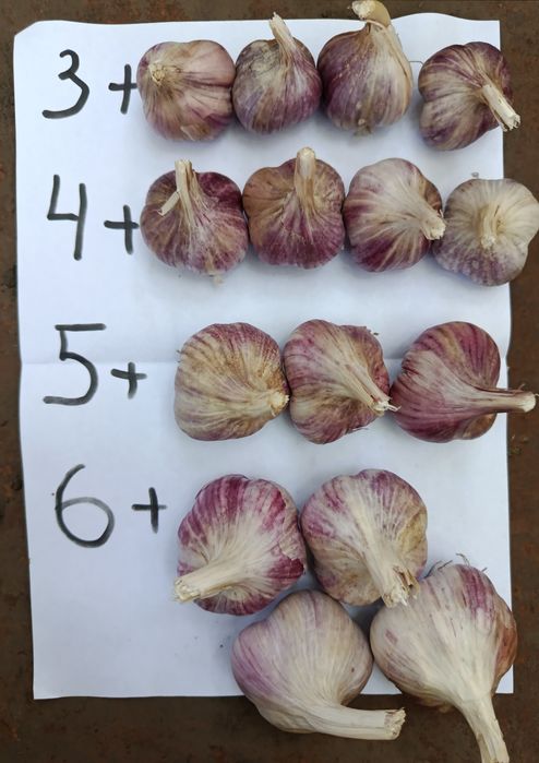 Продам часник сорту "Любаша"
