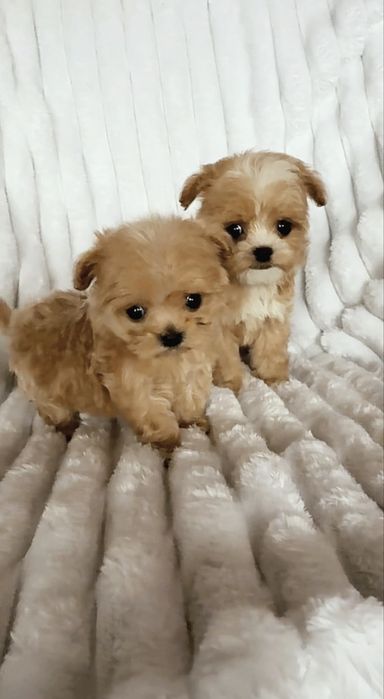 Мальтіпу F1 мікро/міні. Витончений тип.