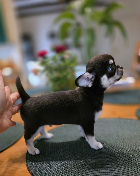 Chihuahua piesek krótkowłosy