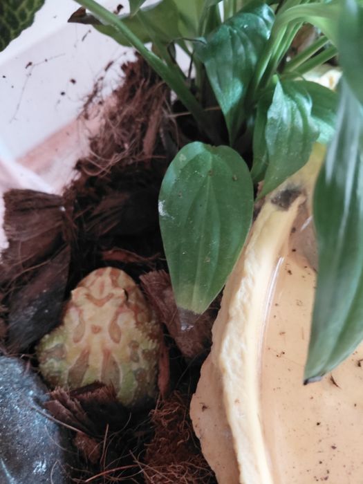 Żaba rogata z terrarium