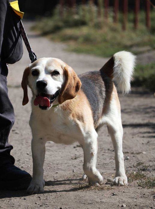 Suseł w typie beagla do adopcji
